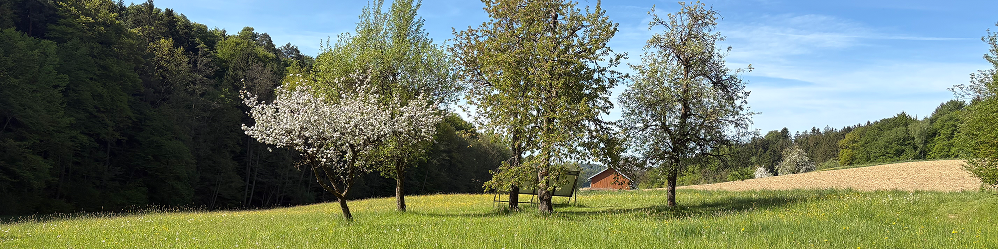 Zeilarn im Frühling