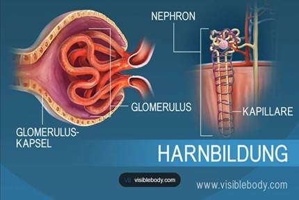 Harnbildung