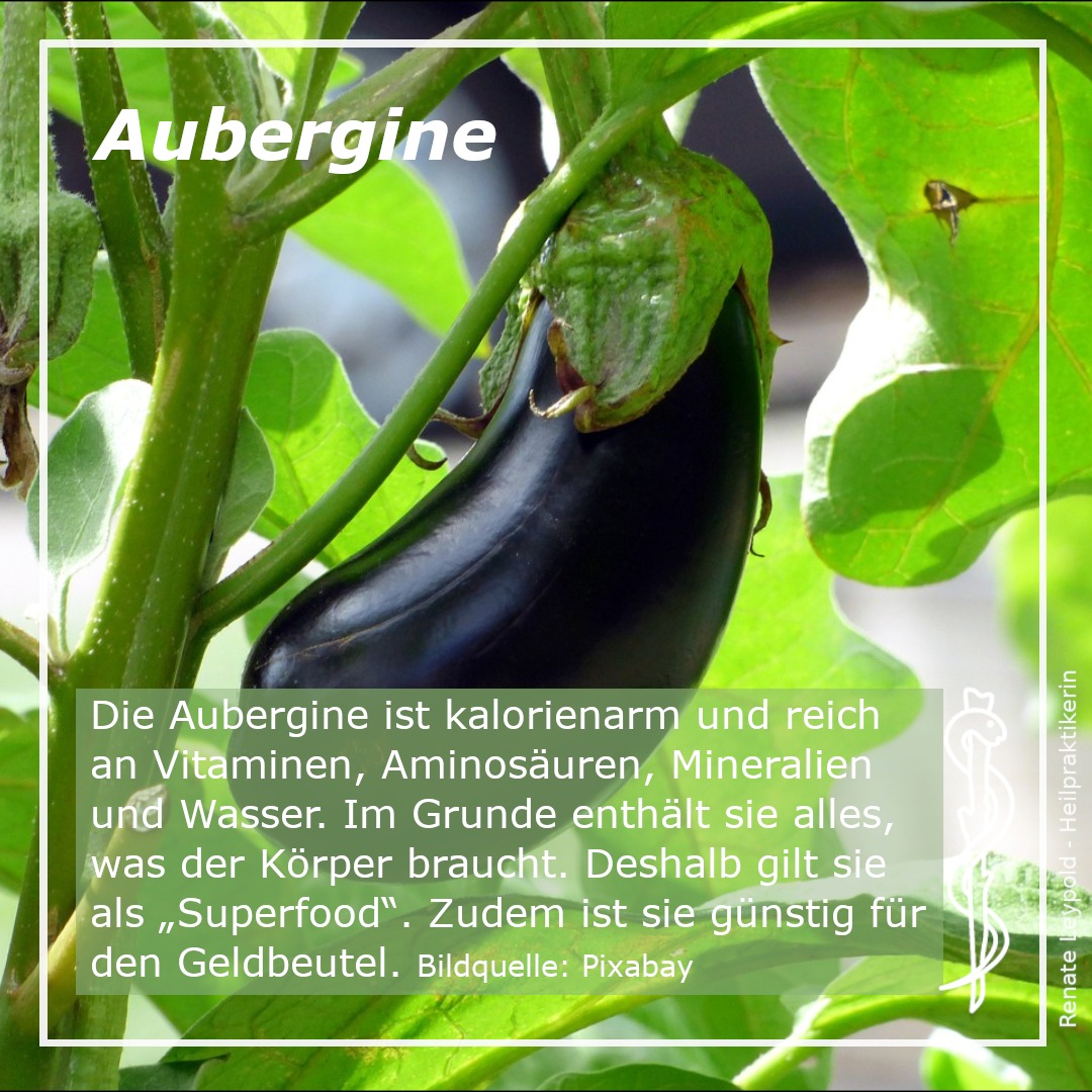 Aubergine