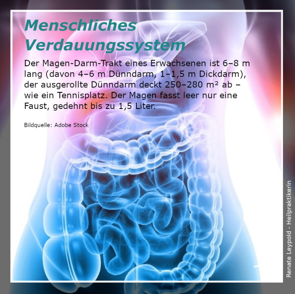 Menschliches Verdauungssystem
