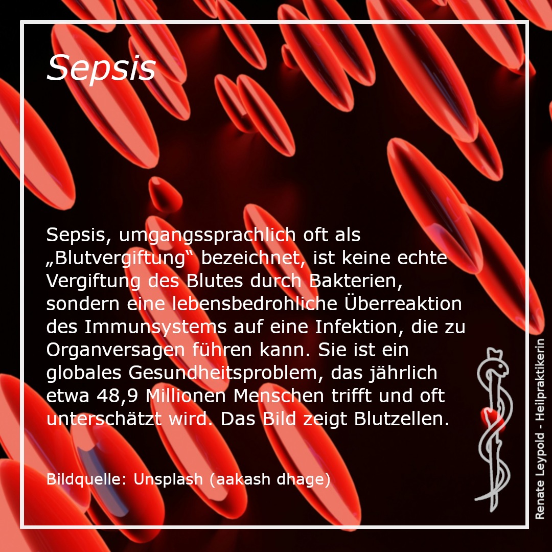 Erythrozyten