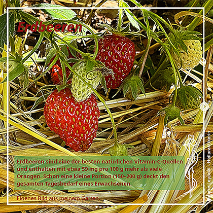 Erdbeeren